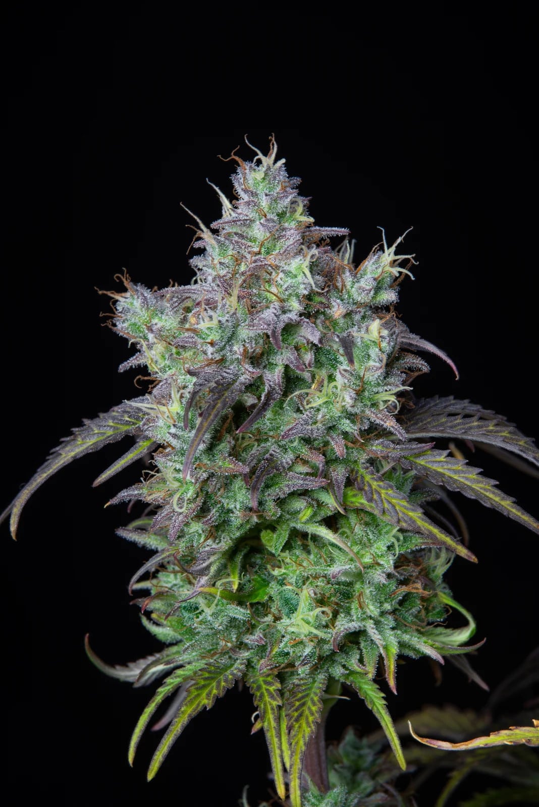 Big Bud Auto — изображение 8