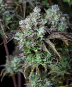 Big Bud Auto — изображение 9