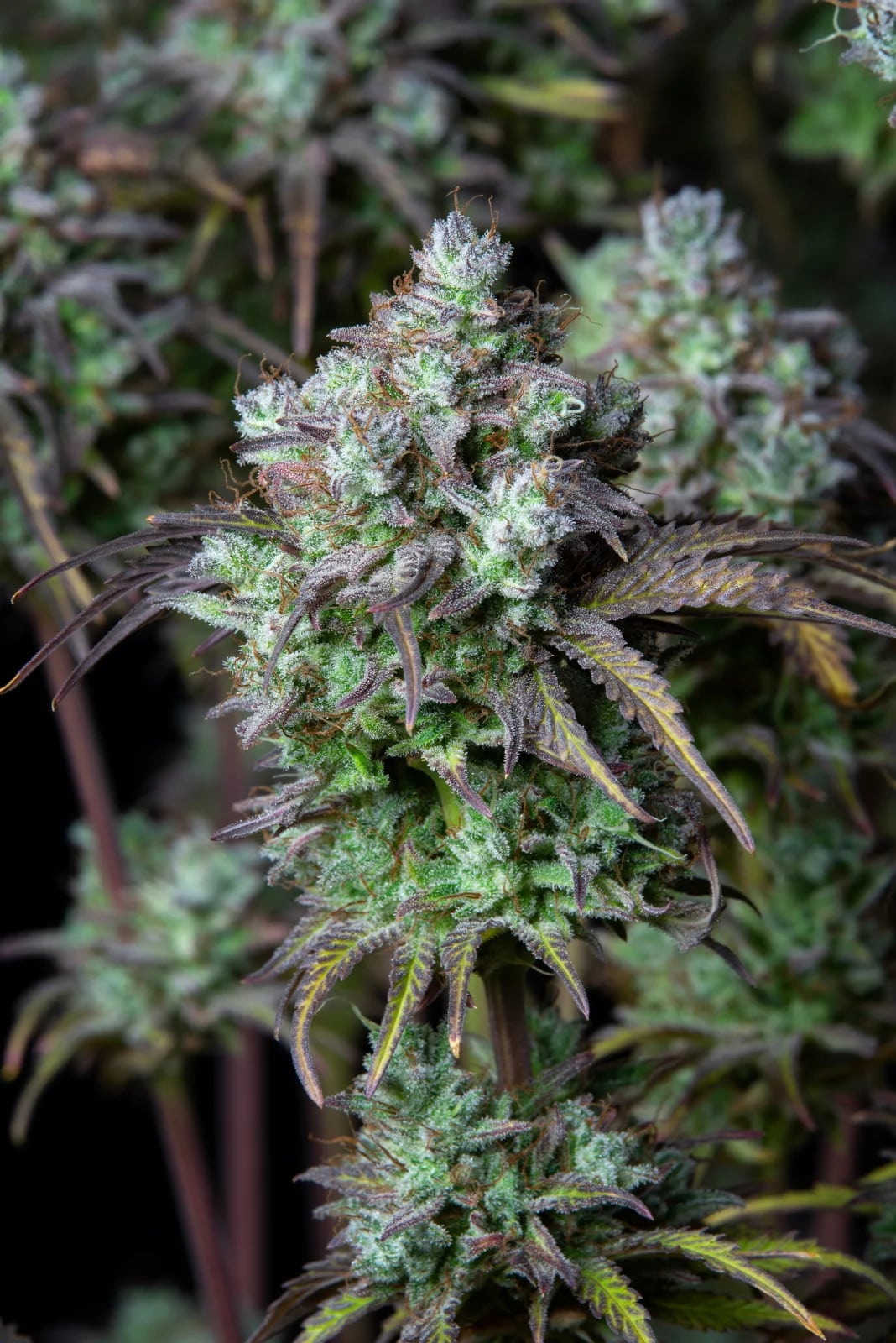 Big Bud Auto — изображение 9