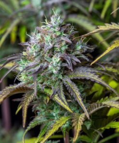 Big Bud Auto — изображение 10