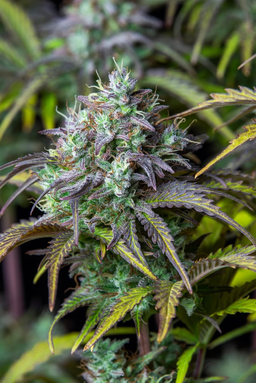 Big Bud Auto — изображение 10
