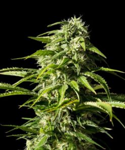 Big Bull Kannabia Seeds