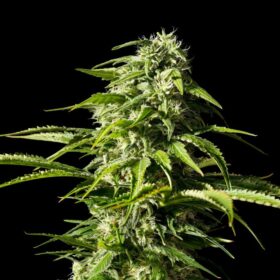 Big Bull Kannabia Seeds