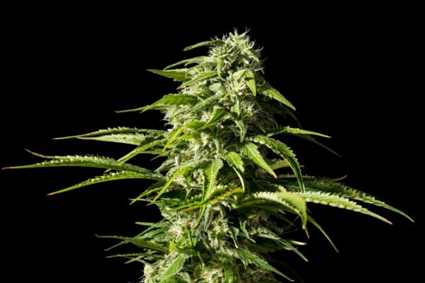 Big Bull Kannabia Seeds