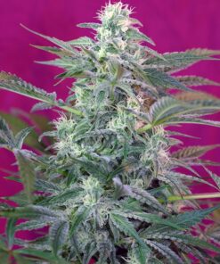 Big Foot Sweet Seeds