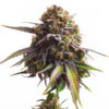 Biscotti Royal Queen Seeds