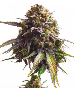 Biscotti Royal Queen Seeds