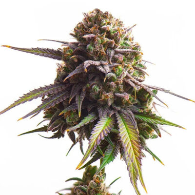 Biscotti Royal Queen Seeds