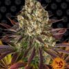 Biscotti Barneys Farm Seeds