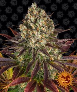 Biscotti Barneys Farm Seeds