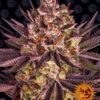Biscotti Mintz Barneys Farm Seeds