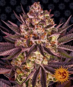 Biscotti Mintz Barneys Farm Seeds