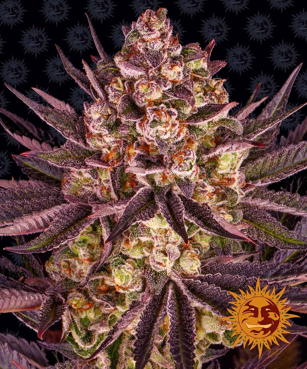 Biscotti Mintz Barneys Farm Seeds