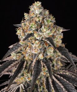 Black Cherry Gushers Barneys Farm Seeds