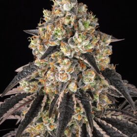 Black Cherry Gushers Barneys Farm Seeds