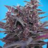 Black Cream Auto Sweet Seeds