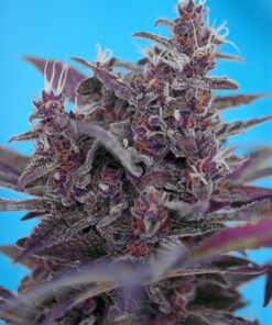 Black Cream Auto Sweet Seeds