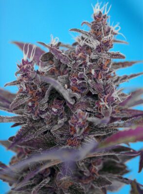 Black Cream Auto Sweet Seeds
