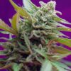 Black Jack Auto Sweet Seeds