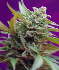 Black Jack Auto Sweet Seeds