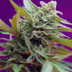 Black Jack Auto Sweet Seeds