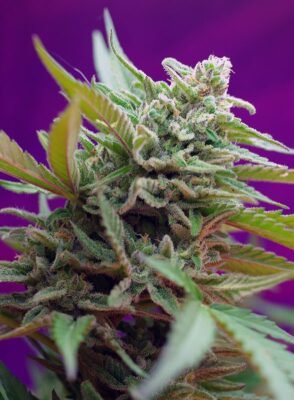 Black Jack Auto Sweet Seeds
