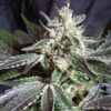 Black Jack Fast Sweet Seeds