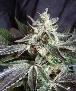 Black Jack Fast Sweet Seeds