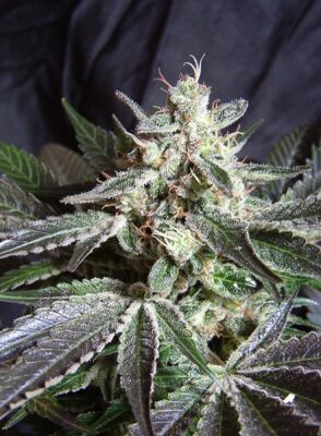Black Jack Fast Sweet Seeds