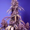 Black Muffin Fast Version F1 Sweet Seeds