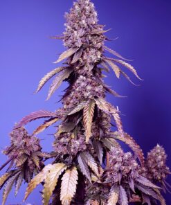 Black Muffin Fast Version F1 Sweet Seeds