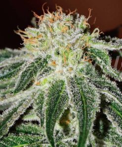 Black Russian Delicious Seeds