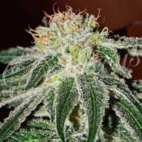 Black Russian Delicious Seeds