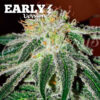 Black Russian Early Version Delicious Seeds
