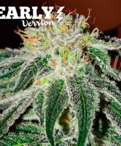 Black Russian Early Version Delicious Seeds