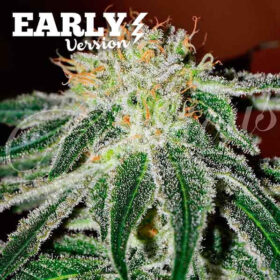 Black Russian Early Version Delicious Seeds