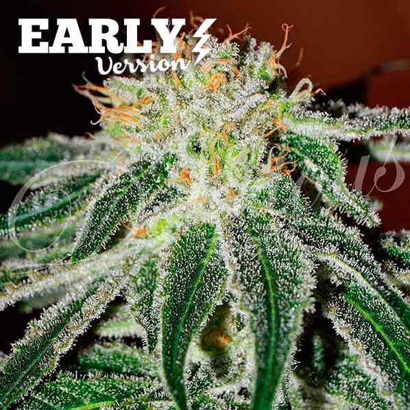 Black Russian Early Version Delicious Seeds