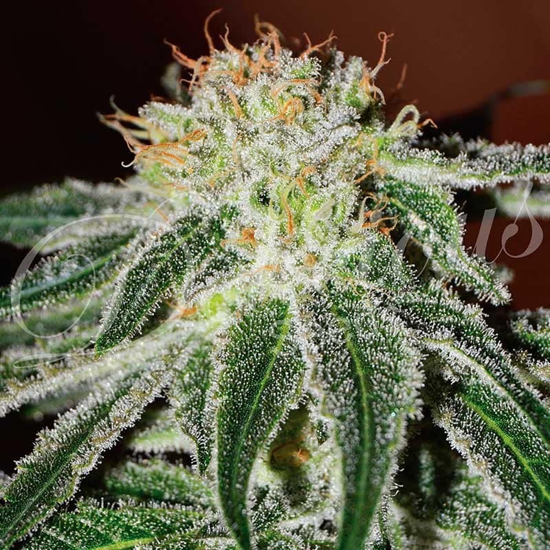 Black Russian Delicious Seeds