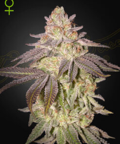 Black Toffee Auto Green House Seeds