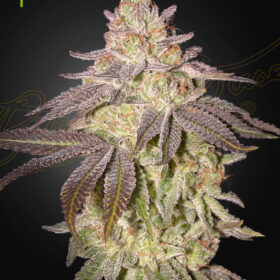 Black Toffee Auto Green House Seeds