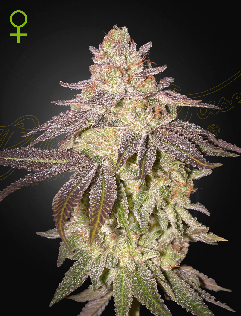 Black Toffee Auto Green House Seeds