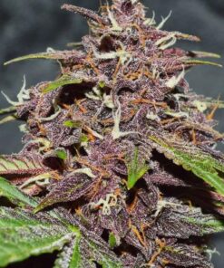 Blackberry Kush CBD Auto — изображение 2