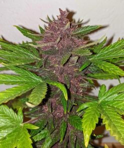 Blackberry Kush CBD Auto Dutch Passion Seeds