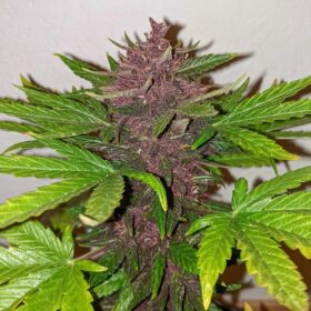Blackberry Kush CBD Auto Dutch Passion Seeds