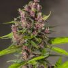 Bloody Skunk Auto Sweet Seeds