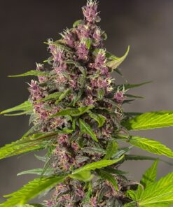 Bloody Skunk Auto Sweet Seeds
