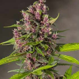 Bloody Skunk Auto Sweet Seeds