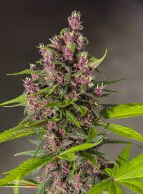 Bloody Skunk Auto Sweet Seeds