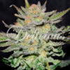 Blue Ace CBD Auto Delicious Seeds