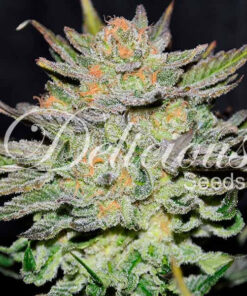 Blue Ace CBD Auto Delicious Seeds
